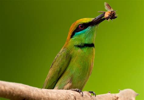 Do Birds Eat Bees Learnbees