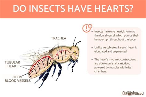 5 Bug Heart Facts