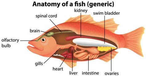 Fish Have Lungs Or Gills