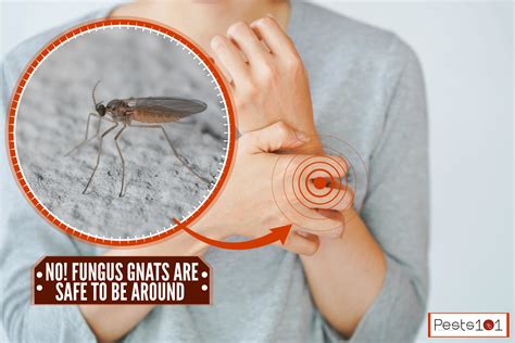Do Gnats Bite Humans Anzish Home