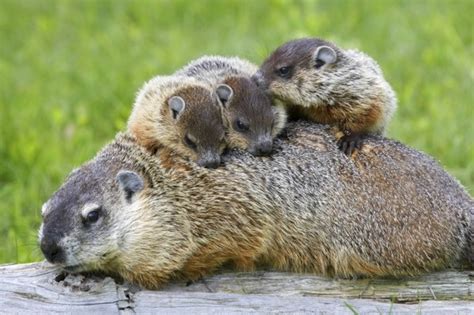 Do Groundhogs Hibernate