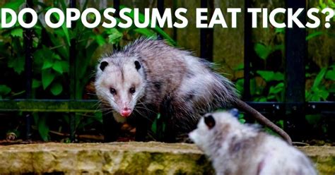 Do Opossums Eat Ticks Stop Ticks