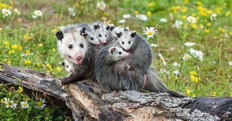 Opossums Eat Ticks