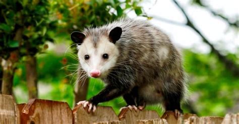 Possums Eat Ticks Naturally