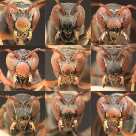 5 Ways Wasps Recognize Faces