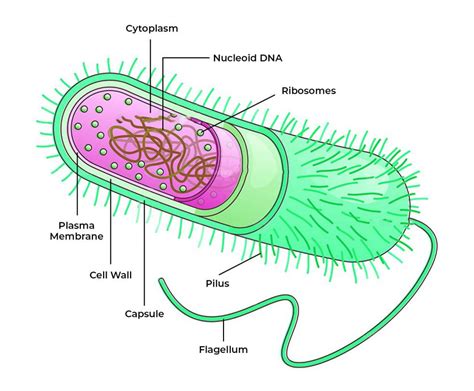 Bacterium Has No Nucleus
