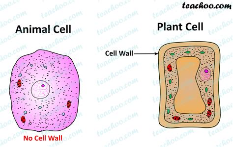 5 Cell Wall Facts