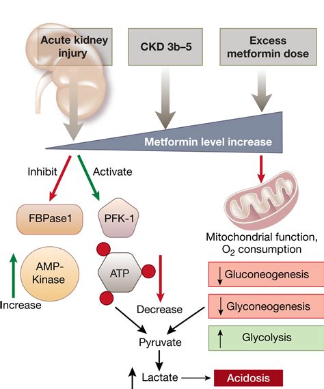 Does Metformin Cause Kidney Damage