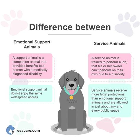 Does My Emotional Support Dog Need An Emotional Support Animal