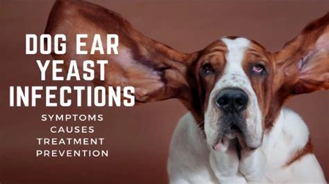 Dog Ear Yeast Infection Medication