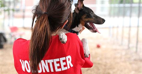 Dog Shelter Volunteer