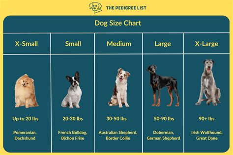 Dog Size Every Breed Size Explained Compared Detail