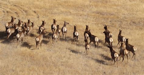 5 Ways Donkey Joins Elk Herd