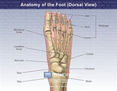 Dorsal Foot Surface Anatomy