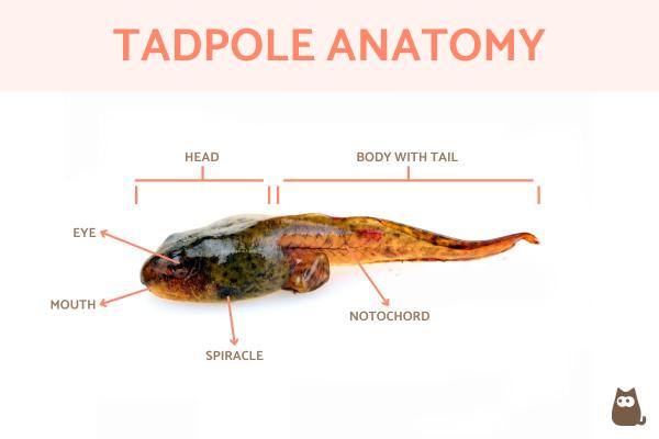 5 Tadpole Dorsal Facts