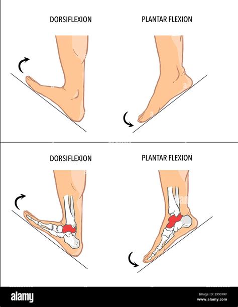 Dorsiflexion And Plantar Flexion