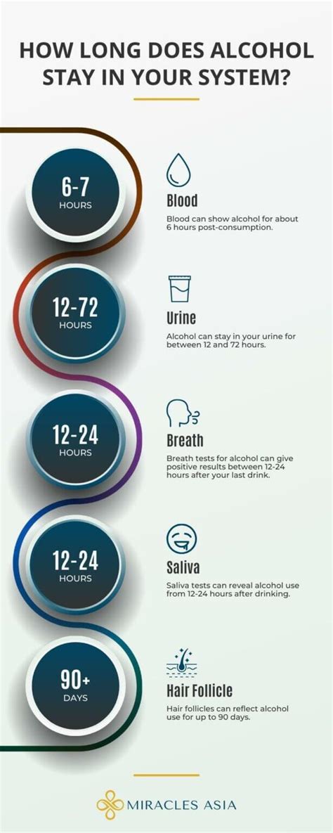 Drink Driving How Long Does Alcohol Really Stay In Your System