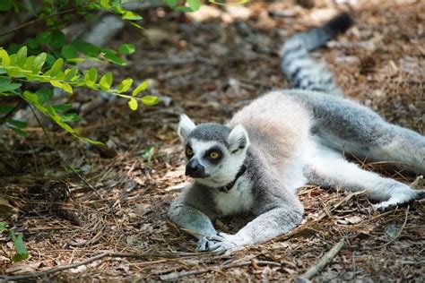 5 Ways Durham Lemur Center