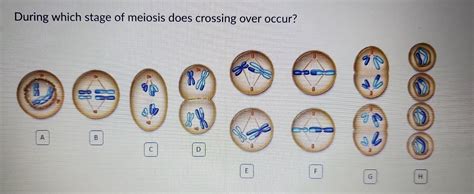 During Which Phase Of Meiosis Does Crossing Over Occur Between Logous