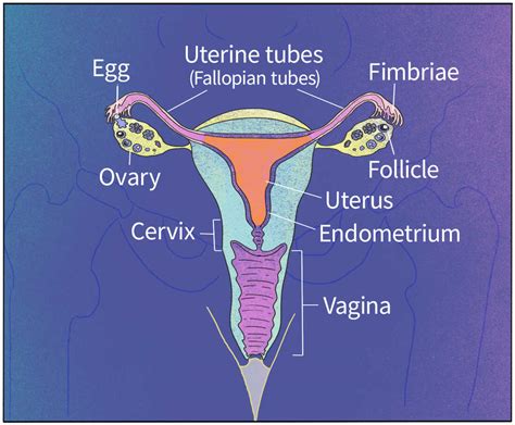 E Uterus
