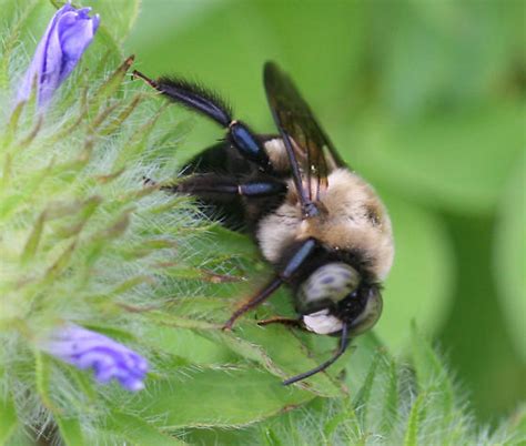 Eastern Carpenter Bee Xylocopa Virginica Bugguide Net