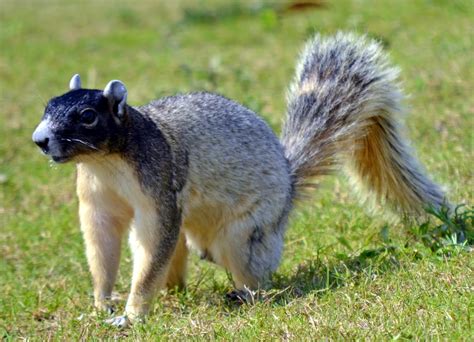 Eastern Fox Squirrel Eastern Fox Squirrel At Riverfront Pa Flickr
