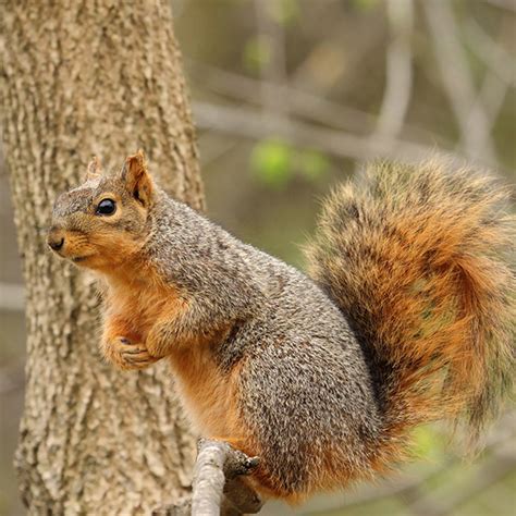 Eastern Fox Squirrel Facts