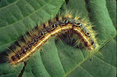 Eastern Tent Caterpillar Facts