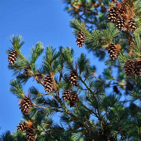 Eastern White Pine Trees For Sale Fastgrowingtrees Com