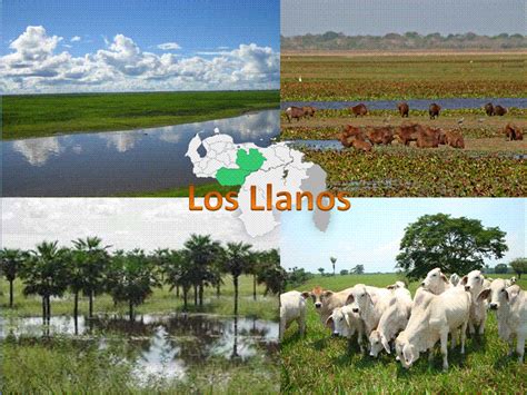 Ecorregiones De Venezuela Los Llanos
