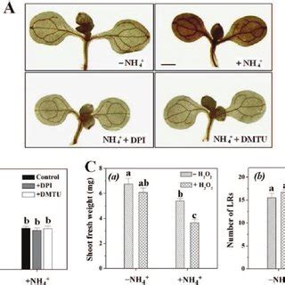 Effect Of Inhibition Of Shoot Ethylene Signalling And Or Increase In