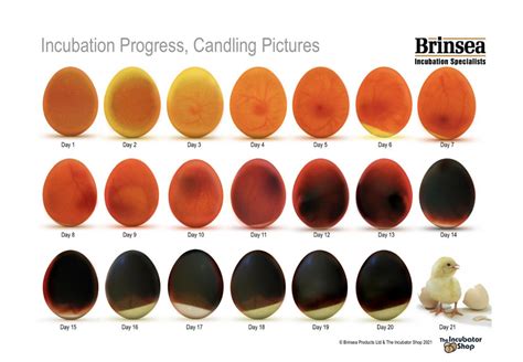 Egg Candling Process From Day 1 To 21 Egg Hatching Process Incubator