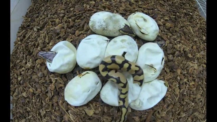 Eggs Hatching Time Lapse Chicks Hatching 2 Hours In 5 Minutes Youtube