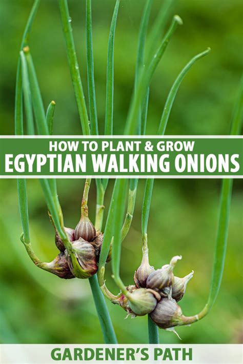 Egyptian Walking Onions The Field
