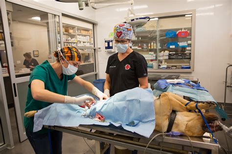 Emergency Services Veterinarian In Atmore Al Lee Veterinary Clinic