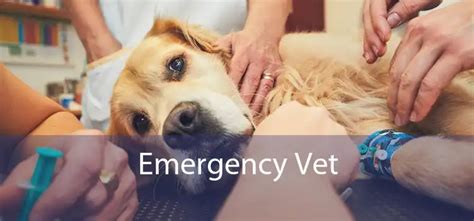 Emergency Vet Monrovia 24 Hour Emergency Vet Near Me