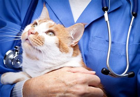 Emergency Veterinary Care In Wiscasset Me Wiscasset Veterinary Hospital