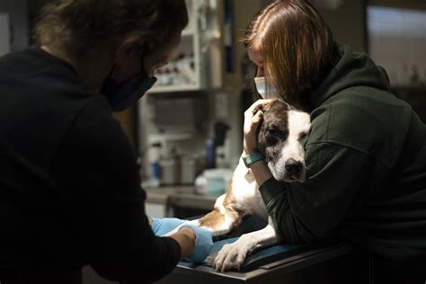 Emergency Vets In Colorado Springs Elroy Slone