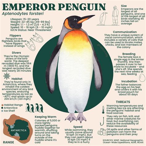 Emperor Penguin Facts The Garden Of Eaden