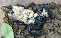 Emperor Scorpion Scorpion Facts And Information