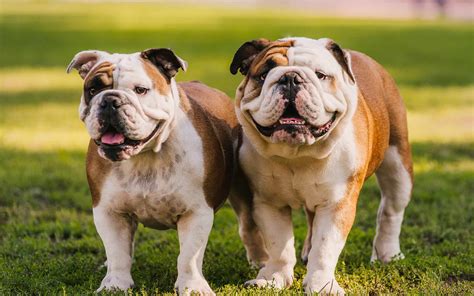 English Bulldog Health Issues