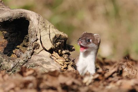 Ermine Animal Facts Mustela Erminea A Z Animals