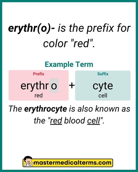 Erythr O Medical Terminology Cloudshareinfo