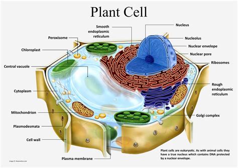 Eukaryotic Plant Cell Labeled Diagram