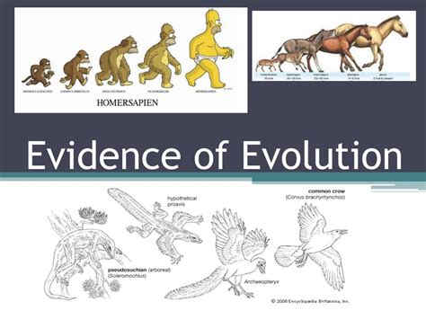 Evidence For Evolution Ppt Download