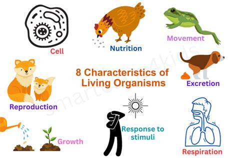 Explained What Are The 8 Characteristics Of Living Organisms