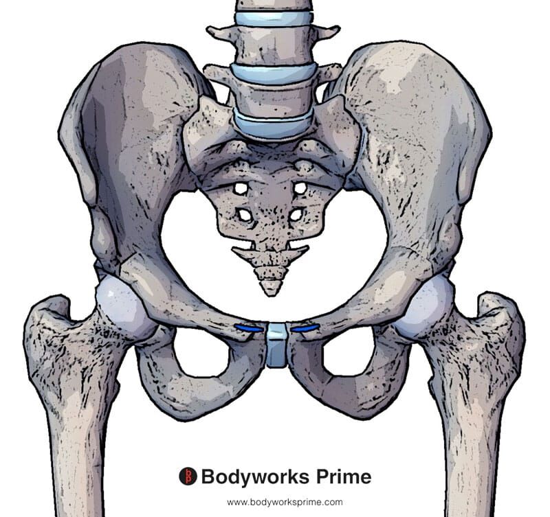 External Oblique Muscle Anatomy Bodyworks Prime