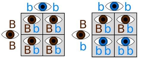 Eye Colour Punnett Square