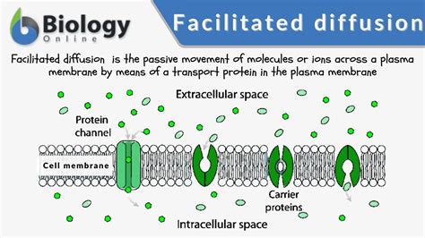 Facilitated Diffision Biology