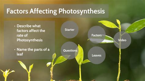 Factors Affecting Photosynthesis By James Marr On Prezi
